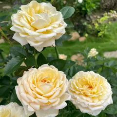 Super Rare Golden Yves Piaget Rose Cuttings (3) – Rosa ‘Yves Piaget’ | Vibrant Yellow Floribunda | Unrooted for Rooting or Grafting
