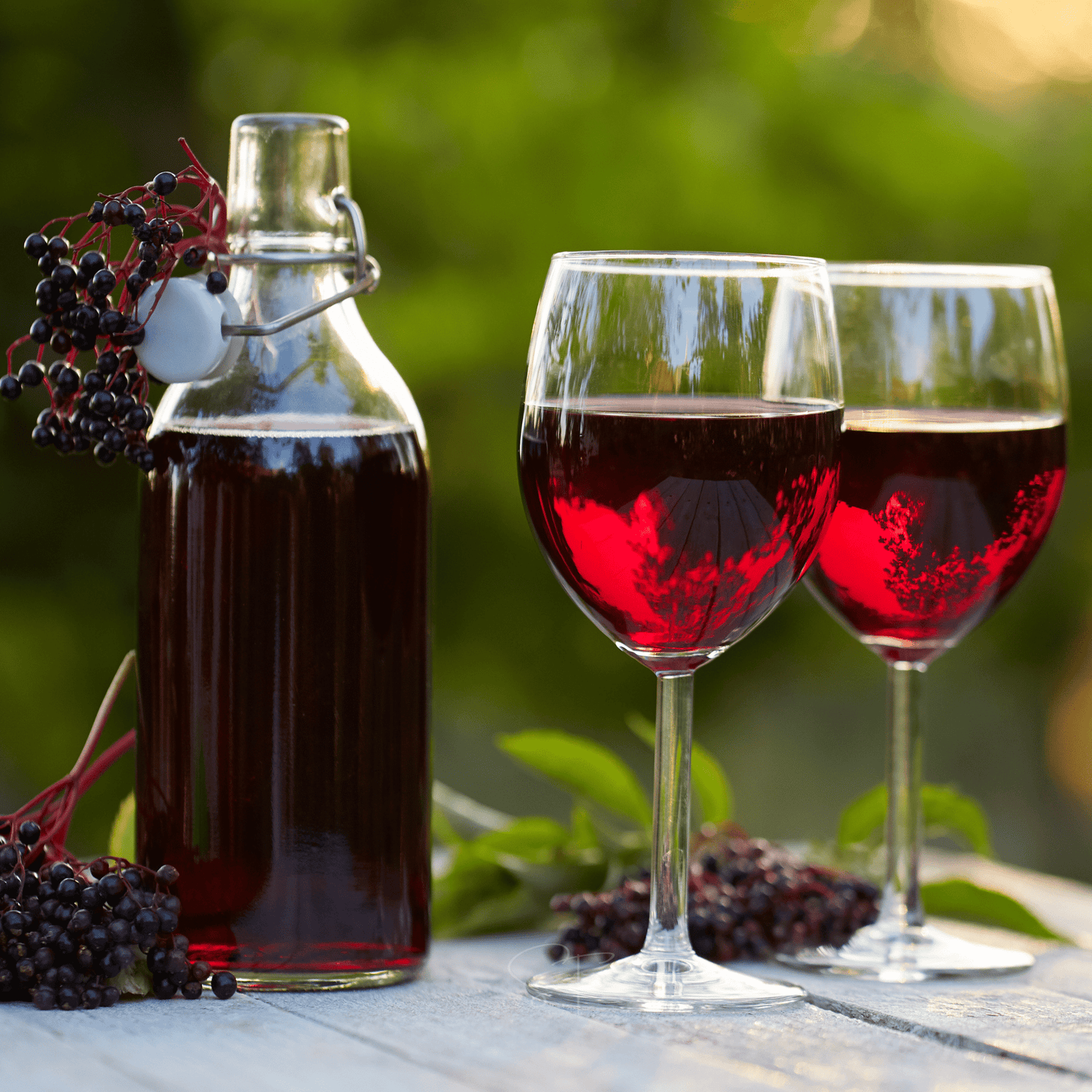 American Black Elderberry – 50 Seeds