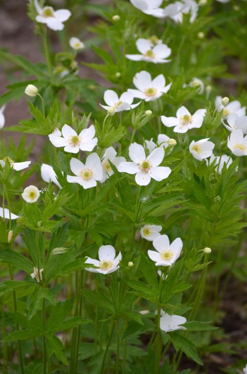 Anemone Canadensis Seeds (100) Canada Anemone – Native Perennial Wildflower, White Blooms, Groundcover Plant
