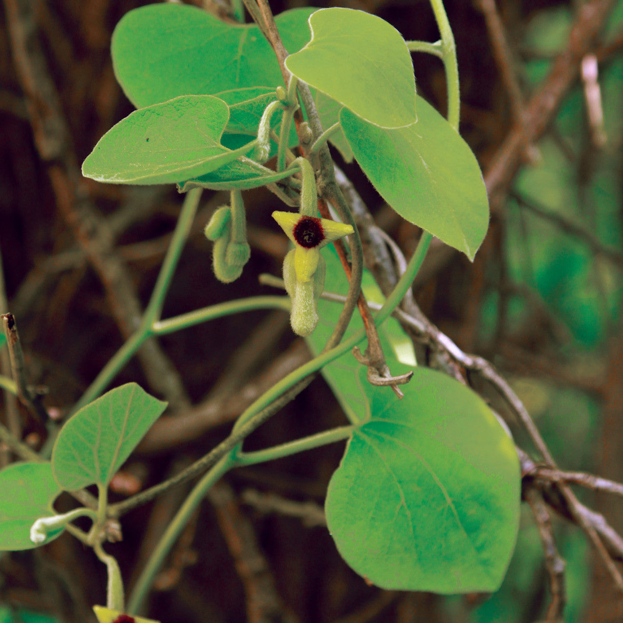 Aristolochia tomentosa Seeds – Dutchman’s Pipevine | Native Climbing Vine | Host Plant for Pipevine Swallowtail | 10 Seeds