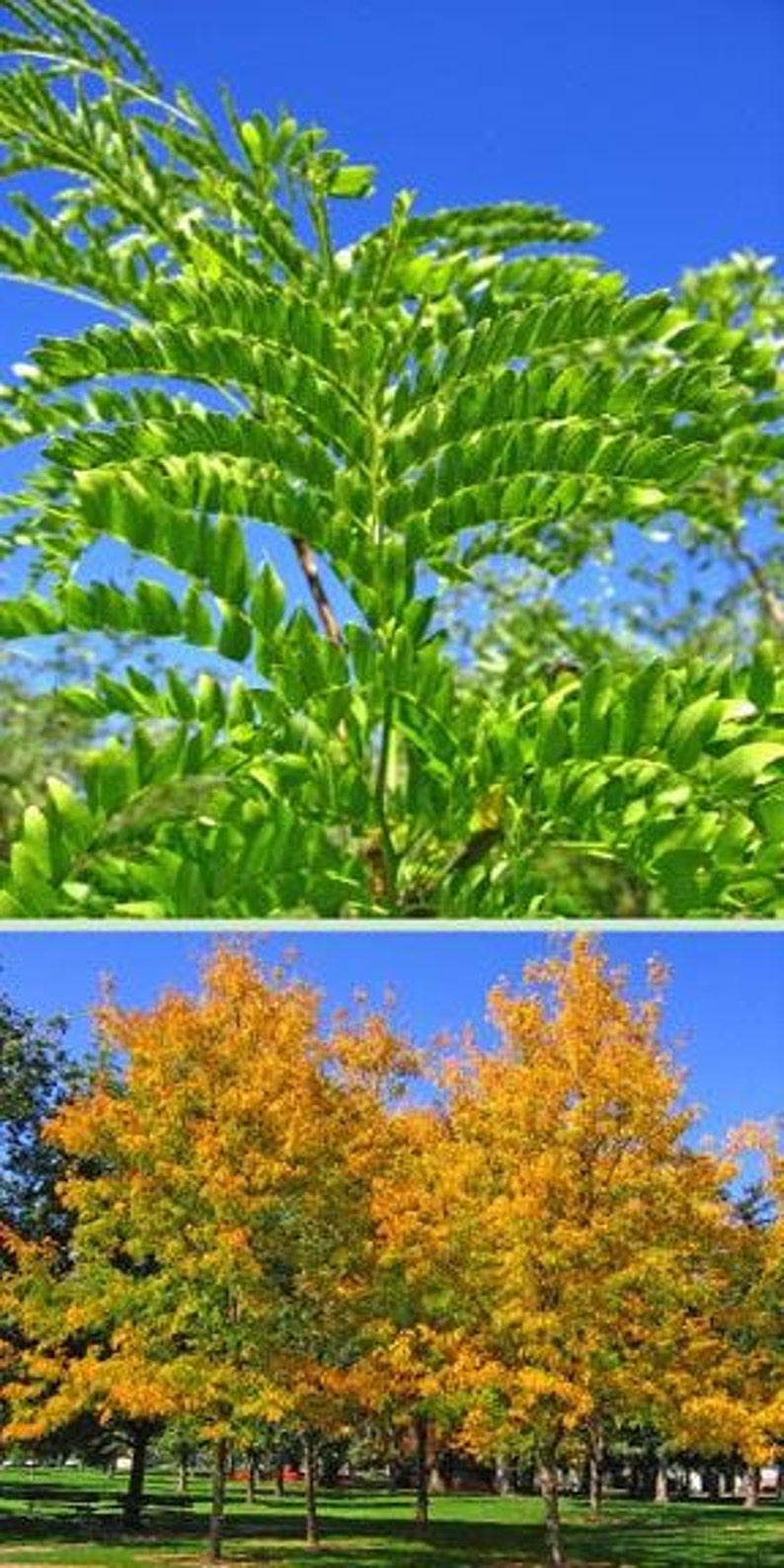 Thornless Honey Locust Tree 2-3 Foot Gleditsia triacanthos 'Inermis' Easy Grow Ornamental Shade Tree Immediate Shipping