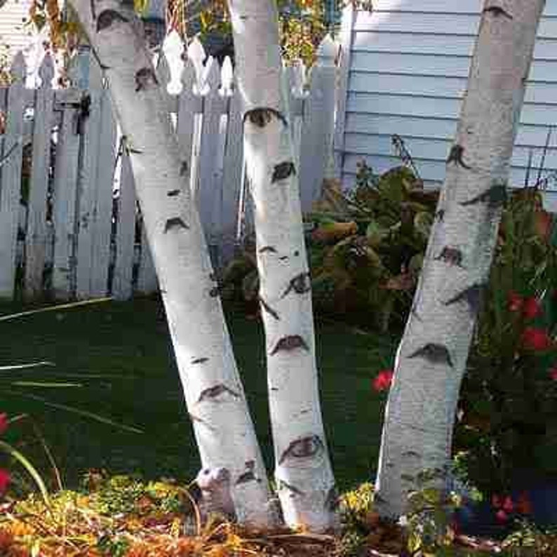 1 Paper White Birch Tree 12-24" Betula papyrifera Smooth Bark Fast Growing Trees for Landscapes