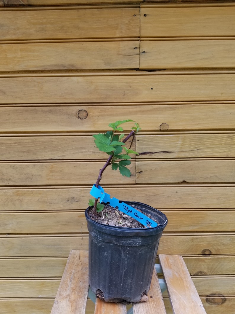 Triple Crown Blackberry Plants - 6" Live Thornless Berry Bushes - Rubus fruticosus - 2 Healthy Outdoor-Grown Plants