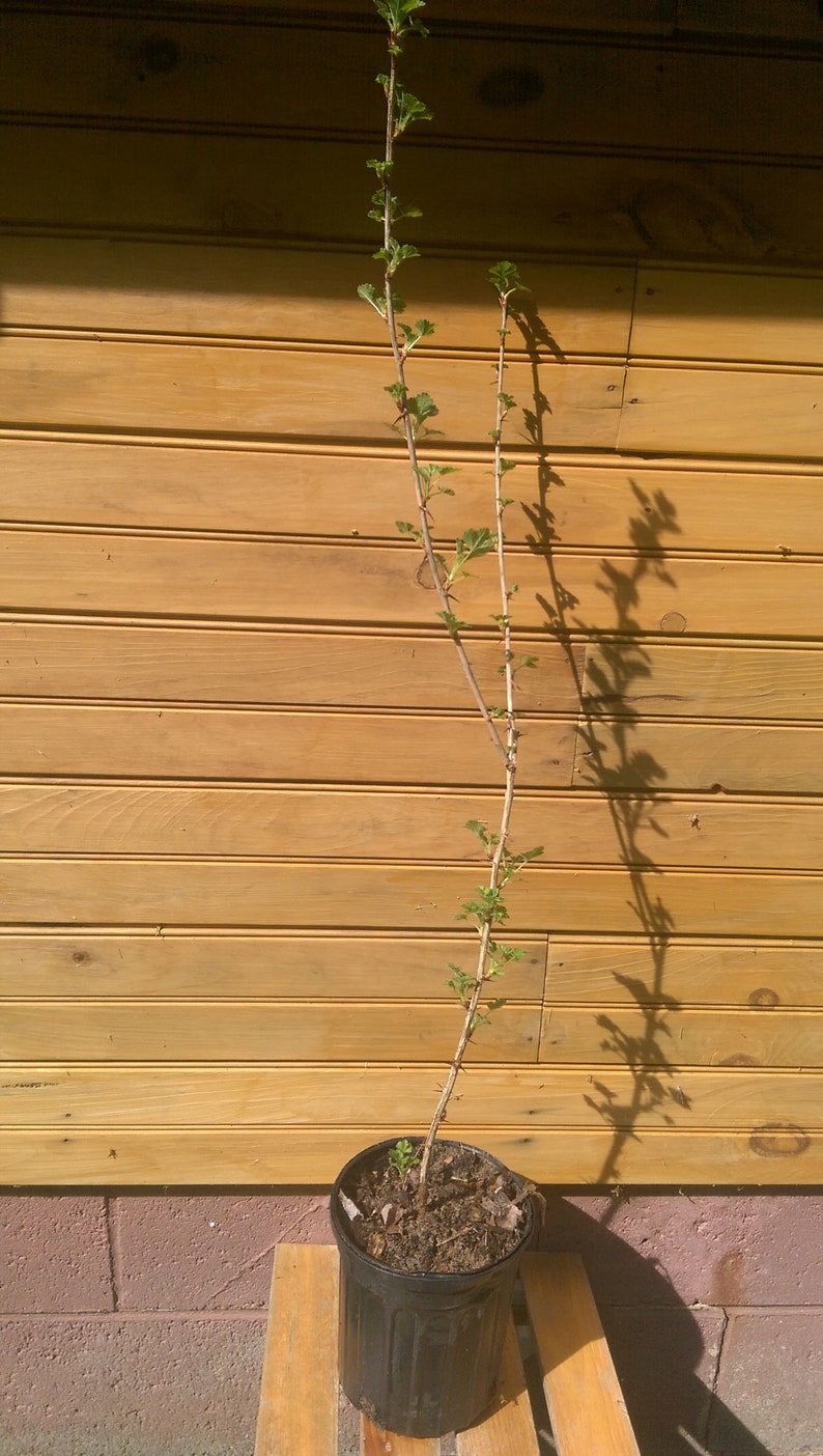 Pixwell Gooseberry Bushes - 12" to 18" - Ribes hirtellum - Live Plants - 5 Pack - Edible Fruit & Ornamental Shrubs