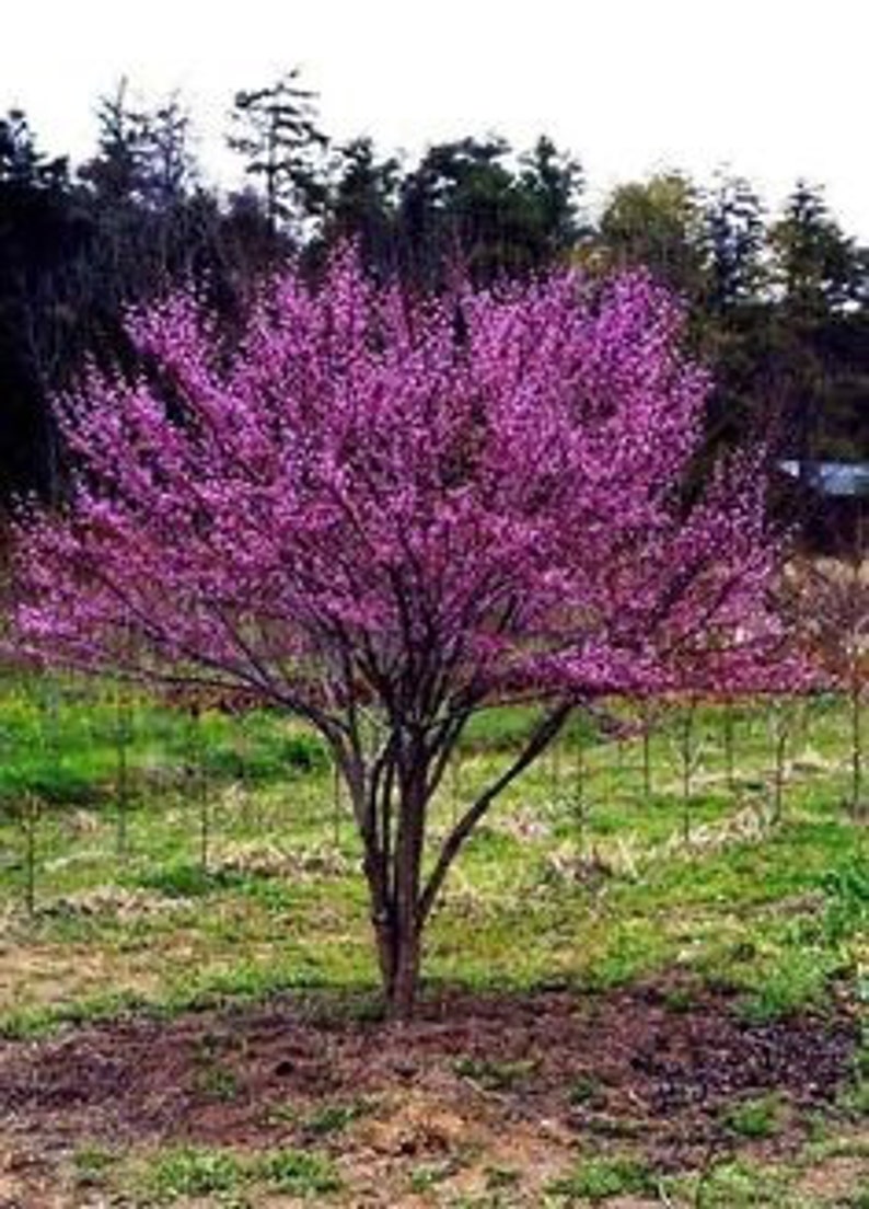 Eastern Redbud Seedling Quart Pot - Cercis canadensis - Deciduous Shrub/Small Tree, USDA Zone 4-9, Grown in Tennessee