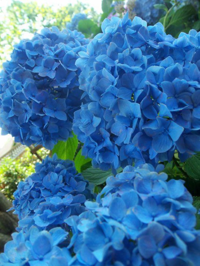 Nikko Blue Hydrangea Plant in Gallon Pot - Hydrangea macrophylla - Hardy Zone 6-9 - Bareroot Shipping October to May