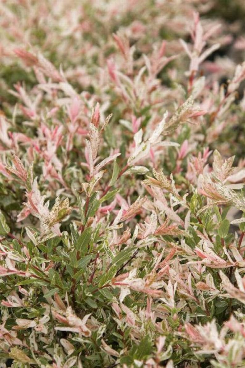 Dappled Willow Plant 2.5" Container Salix Integra 'Hakuro Nishiki' - Colorful Foliage, Showy Flowers, Zones 4-9