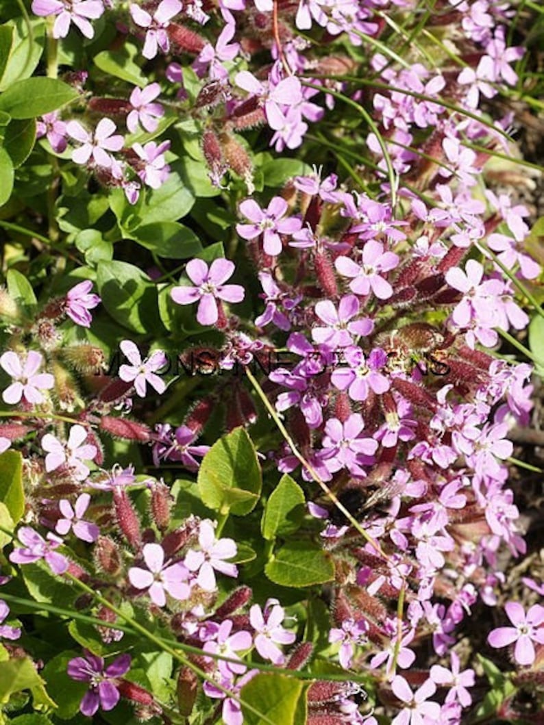 Rock Soapwort Ground Cover Set of 3 Potted Plants, Tumbling Ted, Saponaria ocymoides, Drought Tolerant, Pink Flowers, Low Maintenance