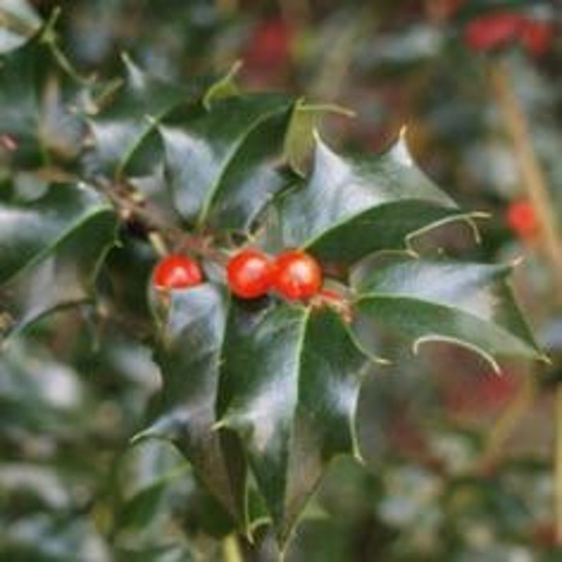 Dragon Lady Holly Quart Pot - Female Evergreen - Ilex x attenuata 'Dragon Lady' - USDA Zone 6-9 - Bareroot Shipping Available