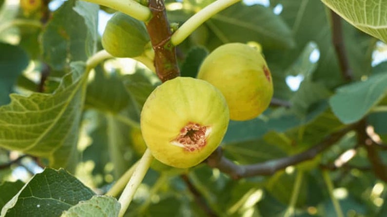 Fig Plant - 4" Pot - Fig 'Marseilles' (Ficus carica) - Ideal for Zones 6-9, Full Sun, Moraceae Family