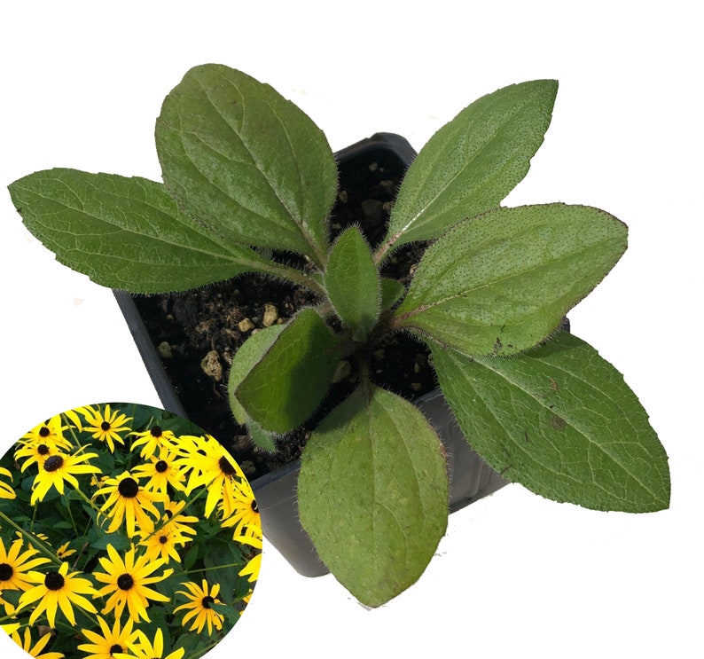 Organic Black-eyed Susan Plant in 2.5-inch Pot - Rudbeckia hirta - Native Pollinator Flower - Deer Resistant, Hardy Perennial