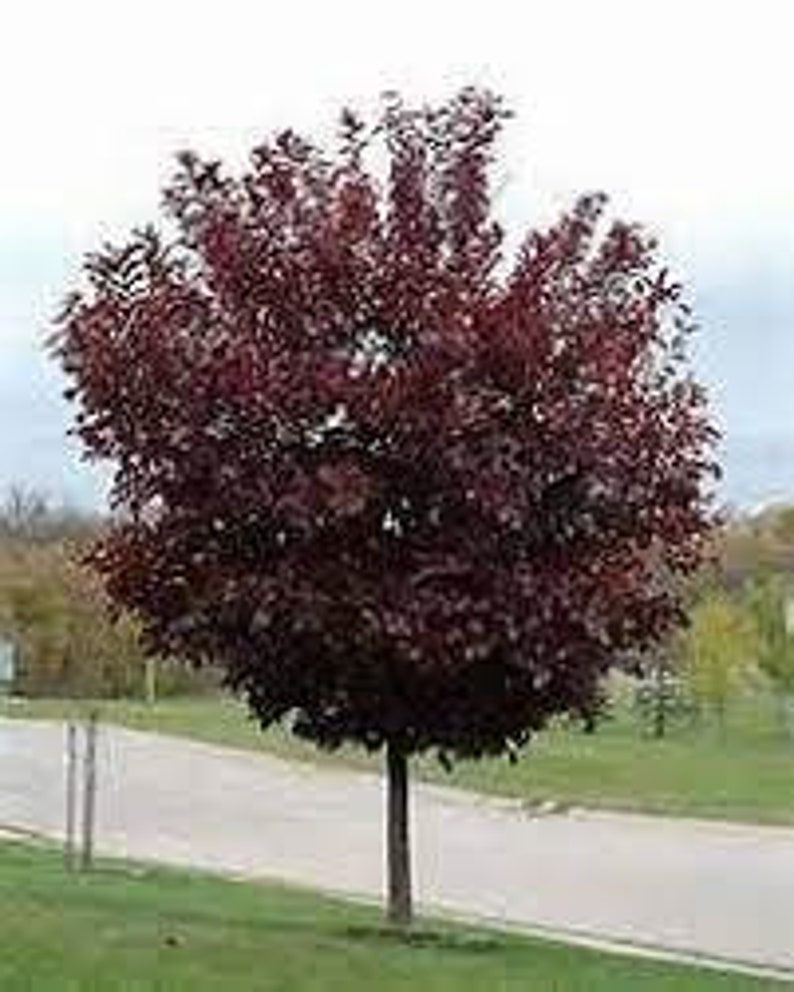Choke Cherry Plant 2.5” Pot Canadian Red Prunus virginiana - USDA Zone 2-7, Bareroot Shipping Mid Oct to Mid May