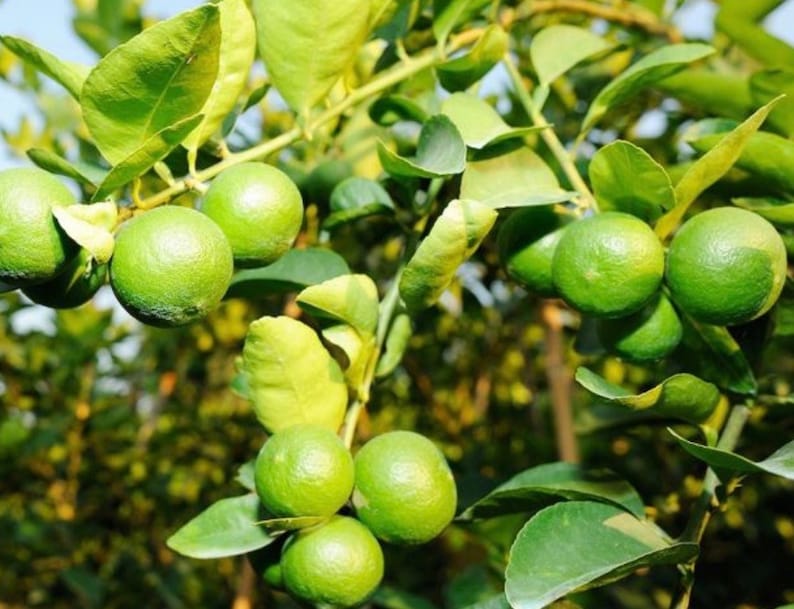 Key Lime Tree - 1/2 Gallon Pot - Grafted Citrus Aurantiifolia - Florida Shipping Only - Edible Ornamental Plant