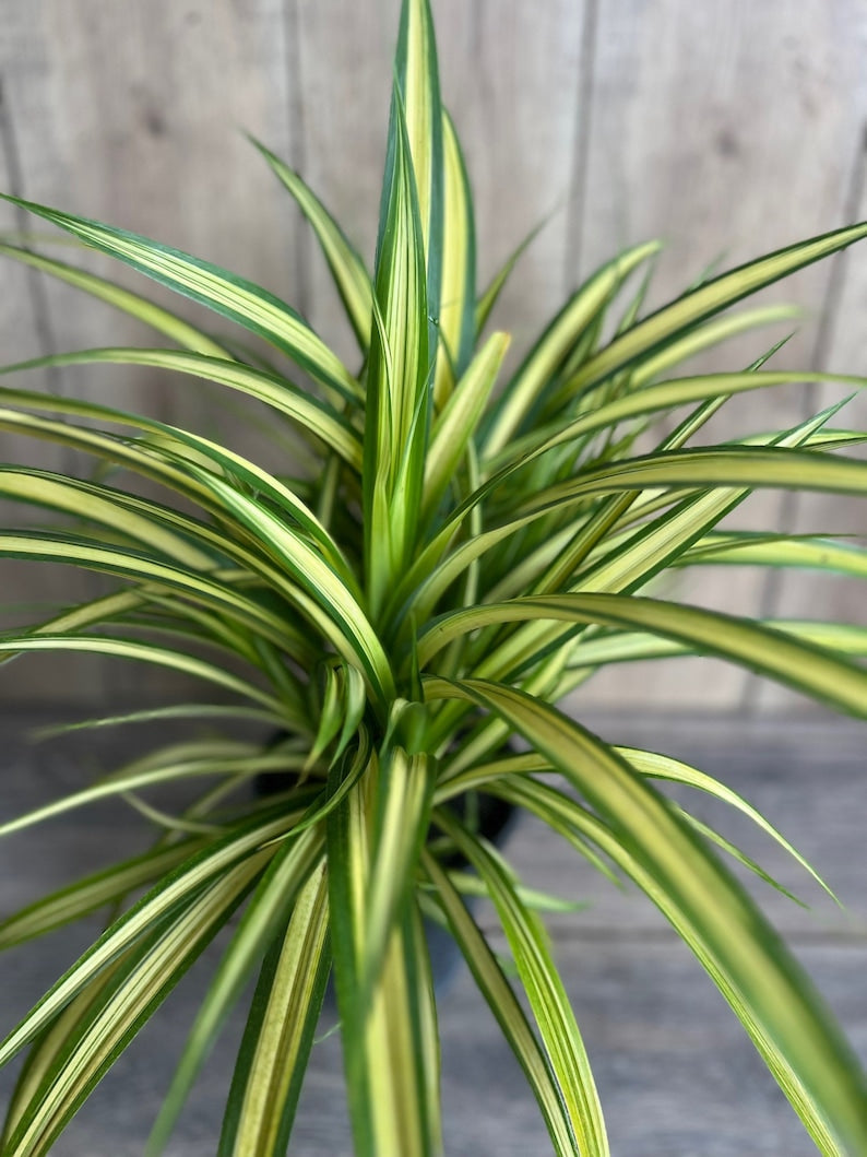 Large Variegated Dwarf Pandanus in 1 Gallon Pot - Pandanus baptistii Aureus - Fast-Growing Ornamental Plant