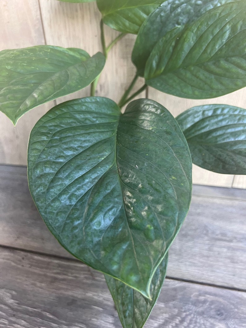 Monstera Pinnatipartita Plant in 6" Pot - Tropical Climbing Aroid - Ideal for Indoor Growth - Monstera pinnatipartita