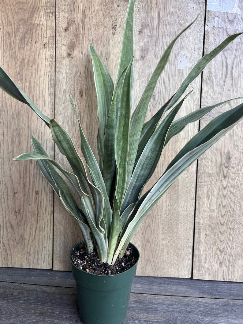 Sansevieria Sayuri Snake Plant in 6" Pot - Air Purifying Indoor Houseplant, Low Light Tolerant, Easy Care Succulent