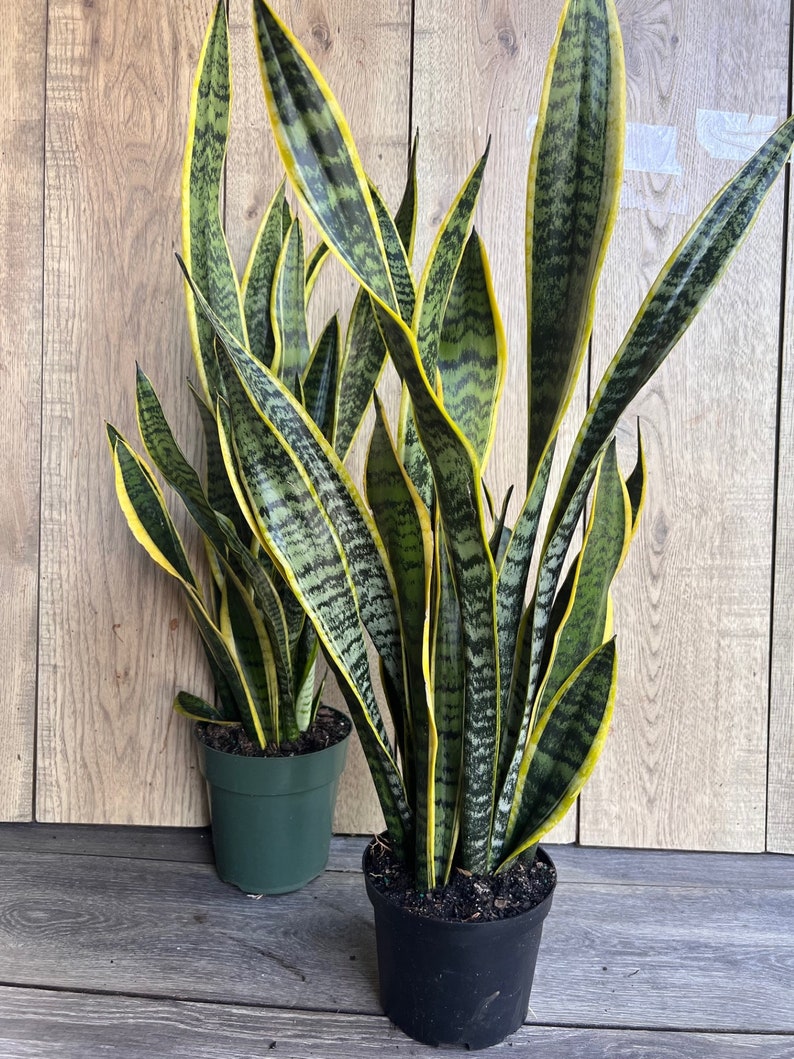 Sansevieria Trifasciata Laurentii Snake Plant in 4" Pot - Hardy Indoor Air Purifier, Easy Care Succulent for Home Decor