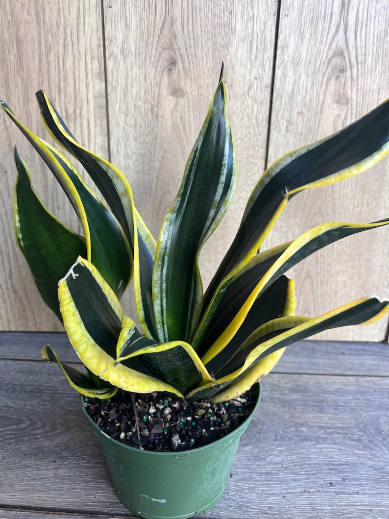 Sansevieria Plant in 6" Pot - Black Gold Snake Plant - Sansevieria Trifasciata - Easy Care Indoor Plant for Beginners