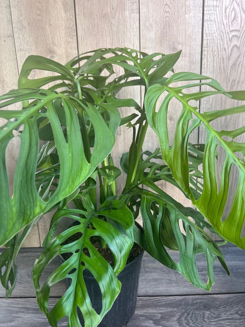 Large Monstera Esqueleto Plant in 10” Pot | Monstera epipremnoides | Stunning Fenestrated Leaves