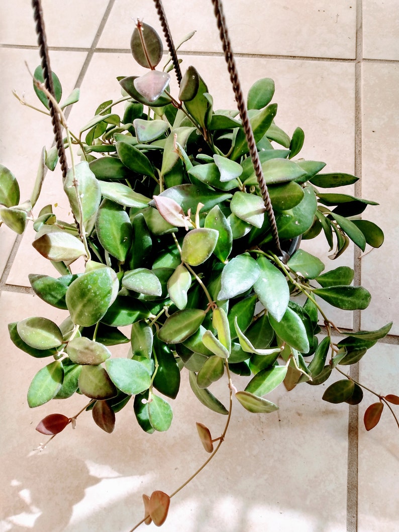 Hoya Plant Set - Small Hoya Burtoniae & Free Cutting - Hoya Carnosa - Rooted in Soil, No Pot, Easy Care, Low Maintenance