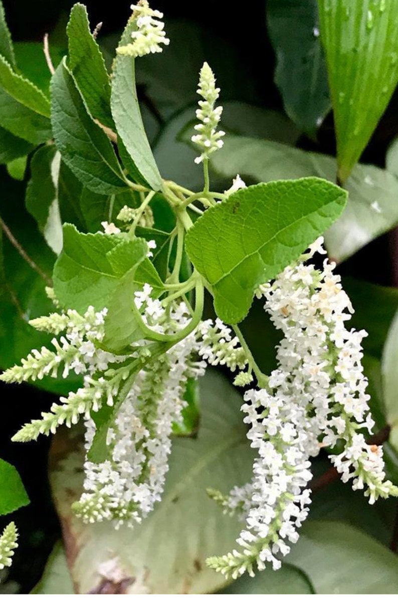 Sweet Almond Bush 4" Pot - Aloysia virgata - Fragrant White Flowers, Attracts Butterflies & Bees, Tropical Shrub Plant