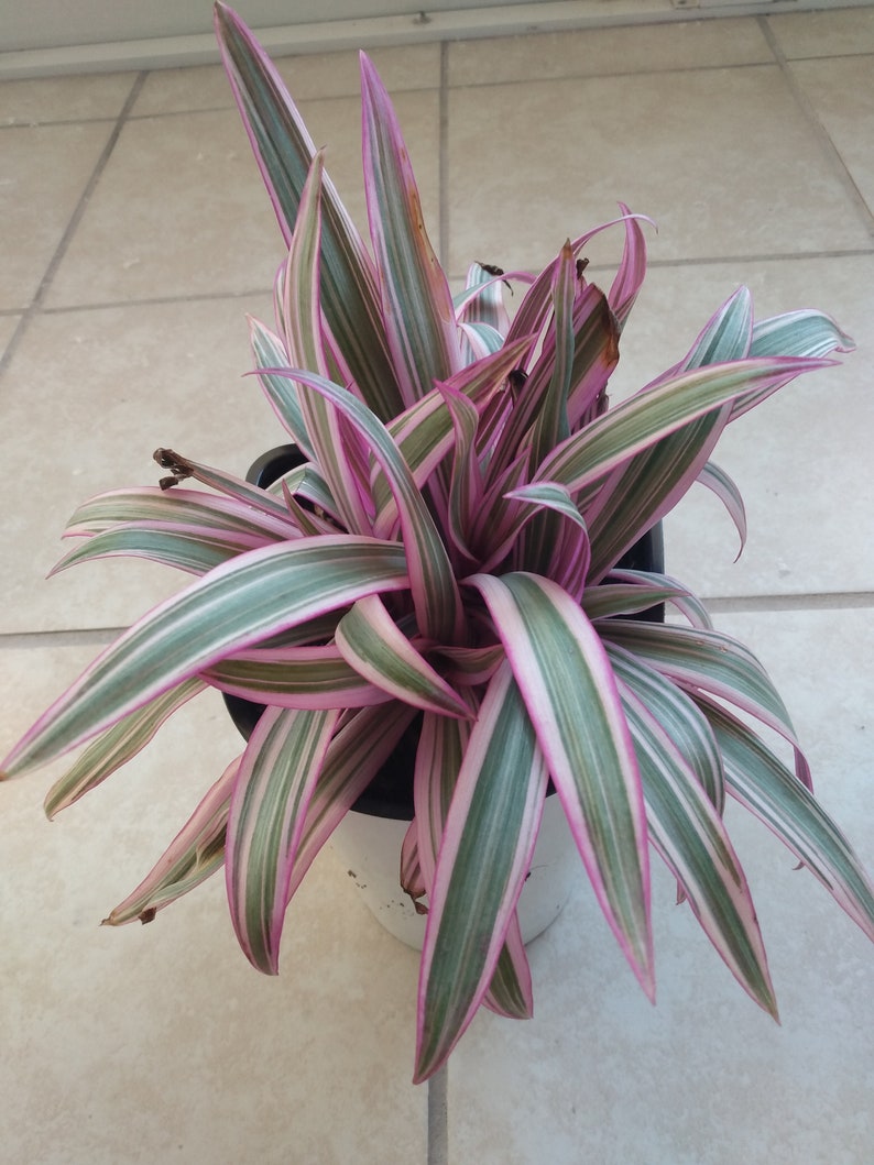Tradescantia Spathacea Starter Plant + 1 Free Cutting - Oyster Plant - Easy Care Houseplant for Warm Zones