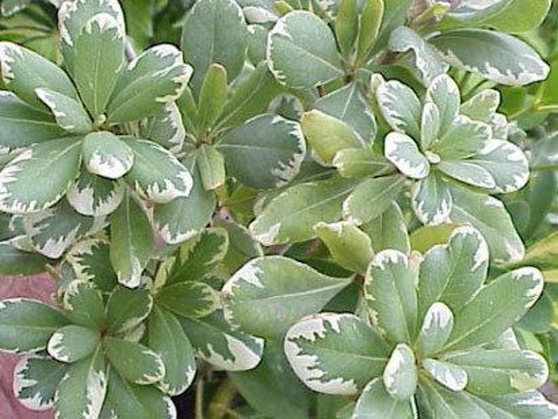 Variegated Japanese Mock Orange Plant - Pittosporum tobira 'Variegatum' - 1 Gal Pot - Low-Maintenance Evergreen Shrub