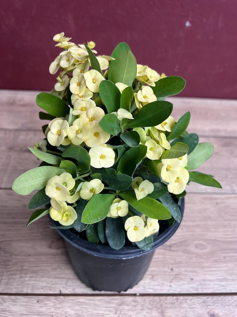 Crown of Thorns Plant in 6" Pot, Yellow Euphorbia milii - Drought-Tolerant Succulent with Bright Flowers