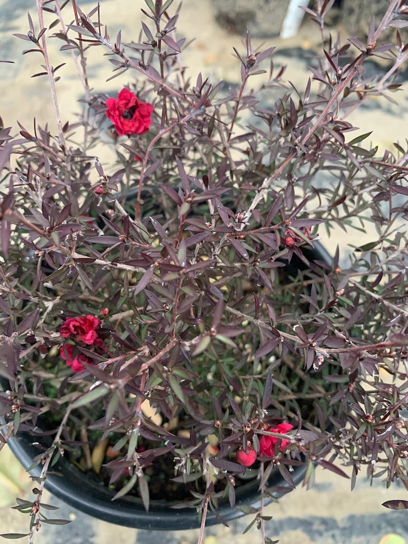 Leptospermum 'Ruby Glow' Plant in 1 Gallon Pot - 3-5" Tall - Australian Tea Tree for Garden or Landscape