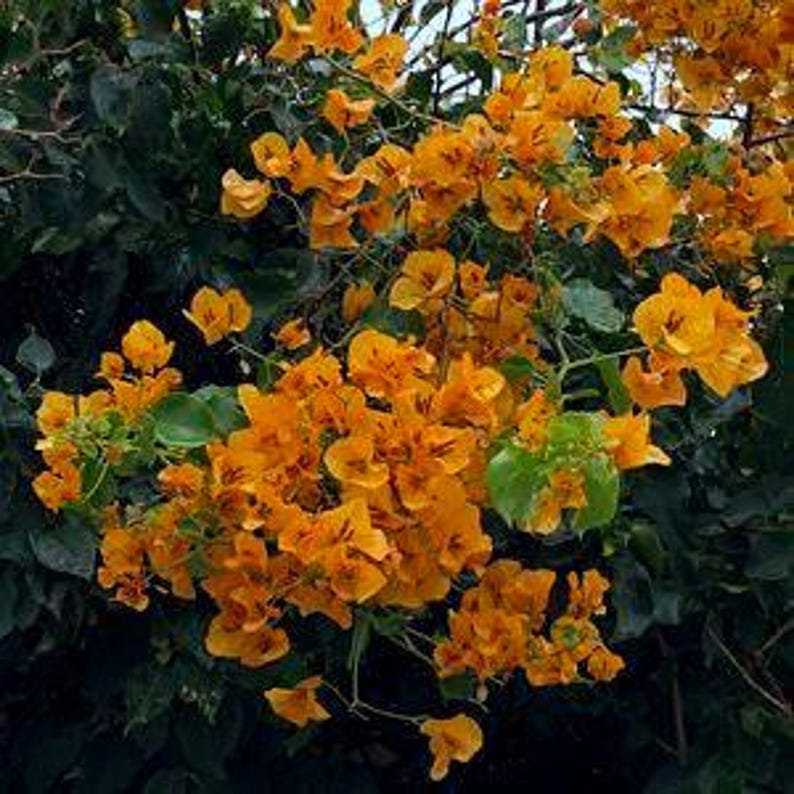 Bougainvillea Live Plant 1-2 Feet Tall California Gold in 6" Pot - Tropical Flowering Plant for Gardens, Bougainvillea spp.