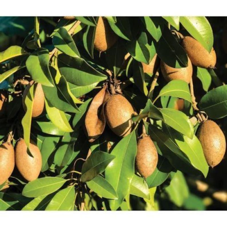 Sapodilla Plant - 3 Gal Pot - Alano Variety - Manilkara zapota Hybrid - Sweet, Delicious Fruit