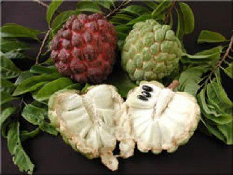 Sugar Apple Tree - 2 Feet Tall - Annona Squamosa - Ships in 3 Gallon Pot - Sweet Custard Fruit Plant