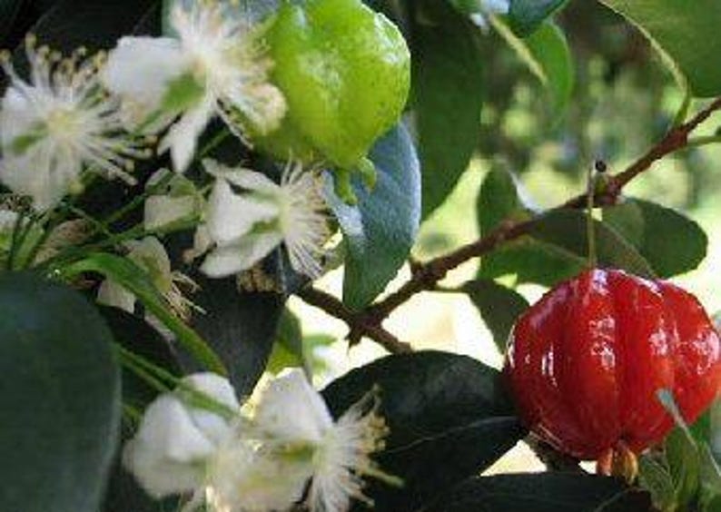 Surinam Cherry Plant - 3 Gal Pot - Sweet Fruit - Eugenia uniflora - Fast Growing Bushy Tree