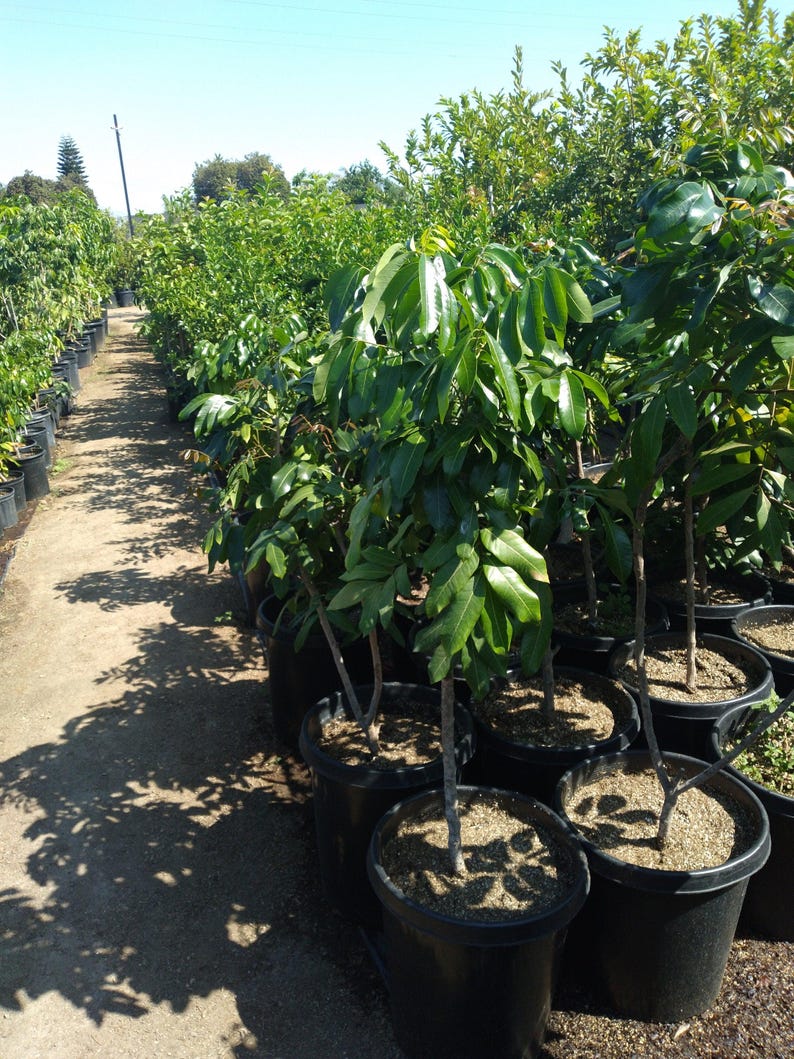 Longan Live Plant 3-4 Feet Tall - Air Layered Tree with Good Roots - Dimocarpus longan - Ships in 3 Gal Pot