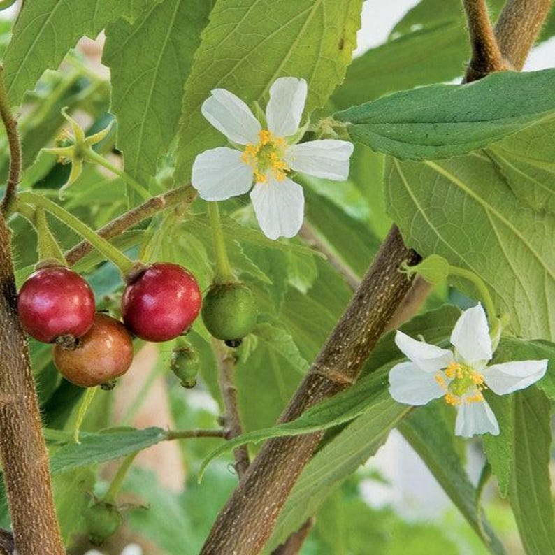 Strawberry Tree Plant - 2 Feet Tall - Arbutus unedo - Fast Growing & Ornamental - Ships in 3 Gal Pot