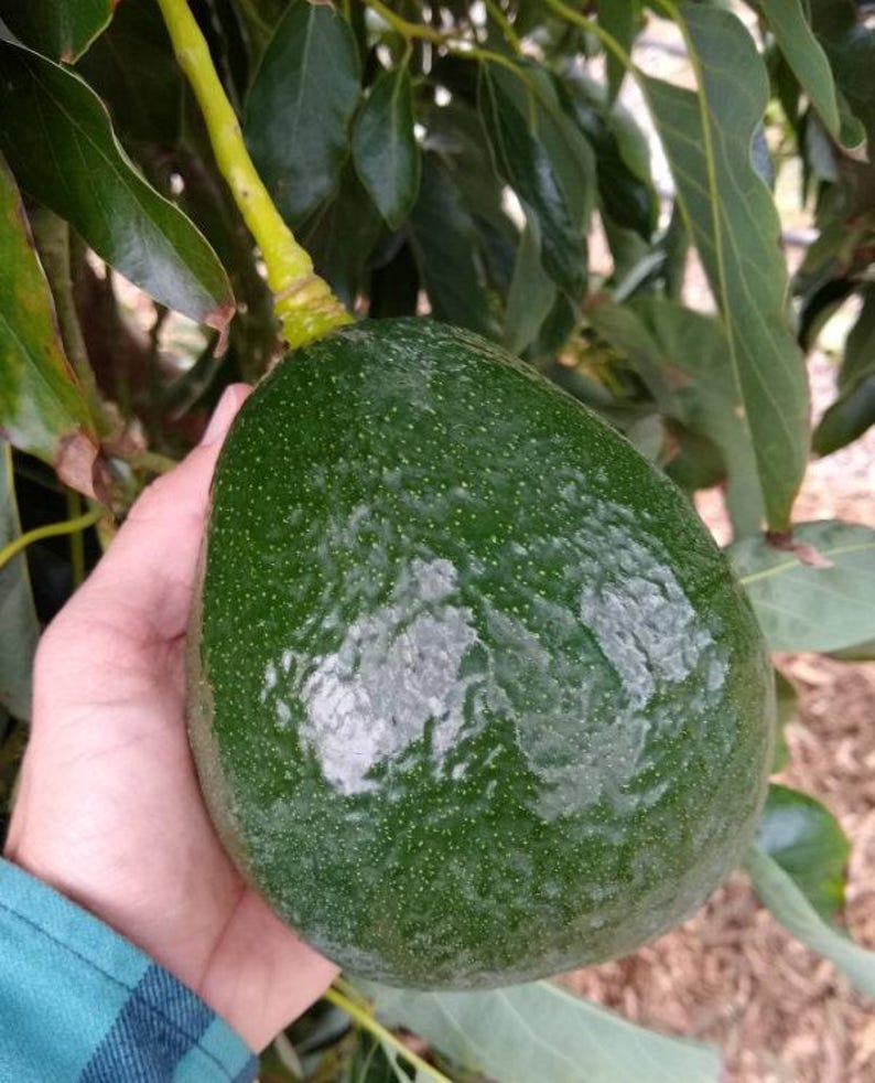 Grafted Avocado Tree - 1 Feet Tall - Holiday Variety - Persea americana - Ships in Plastic Bag