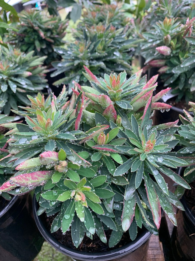 Euphorbia Plant 1 Gallon Pot 'Tiny Tim' - Live Euphorbia martini - Low Maintenance Succulent for Indoor & Outdoor Gardening