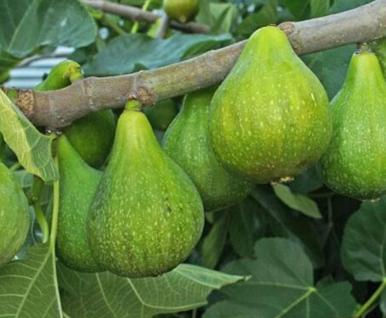 Fig Plant 1-2ft - Desert King Variety - Ficus carica - Live Plant in 6” Pot - Sweet Green Fruit with Strawberry Interiors