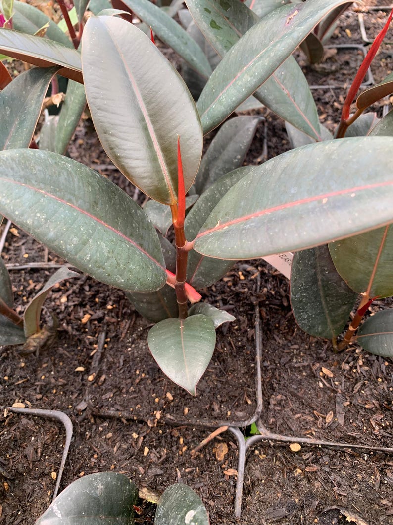 Ficus elastica 'Burgundy' Starter Plant in 4” Pot - Rubber Plant with Rich Burgundy Leaves - Home Decor Plant