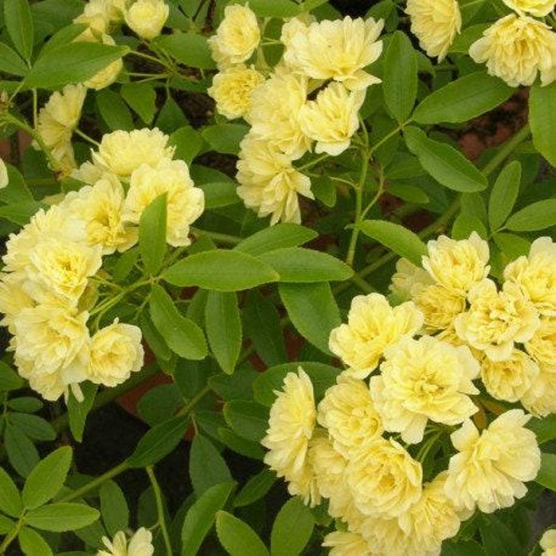 Climbing Rose 3Gal Pot Yellow Rosa Banksiae ‘Lutea’ 3-4 Feet Tall | Hardy Yellow Flowering Plant for Garden
