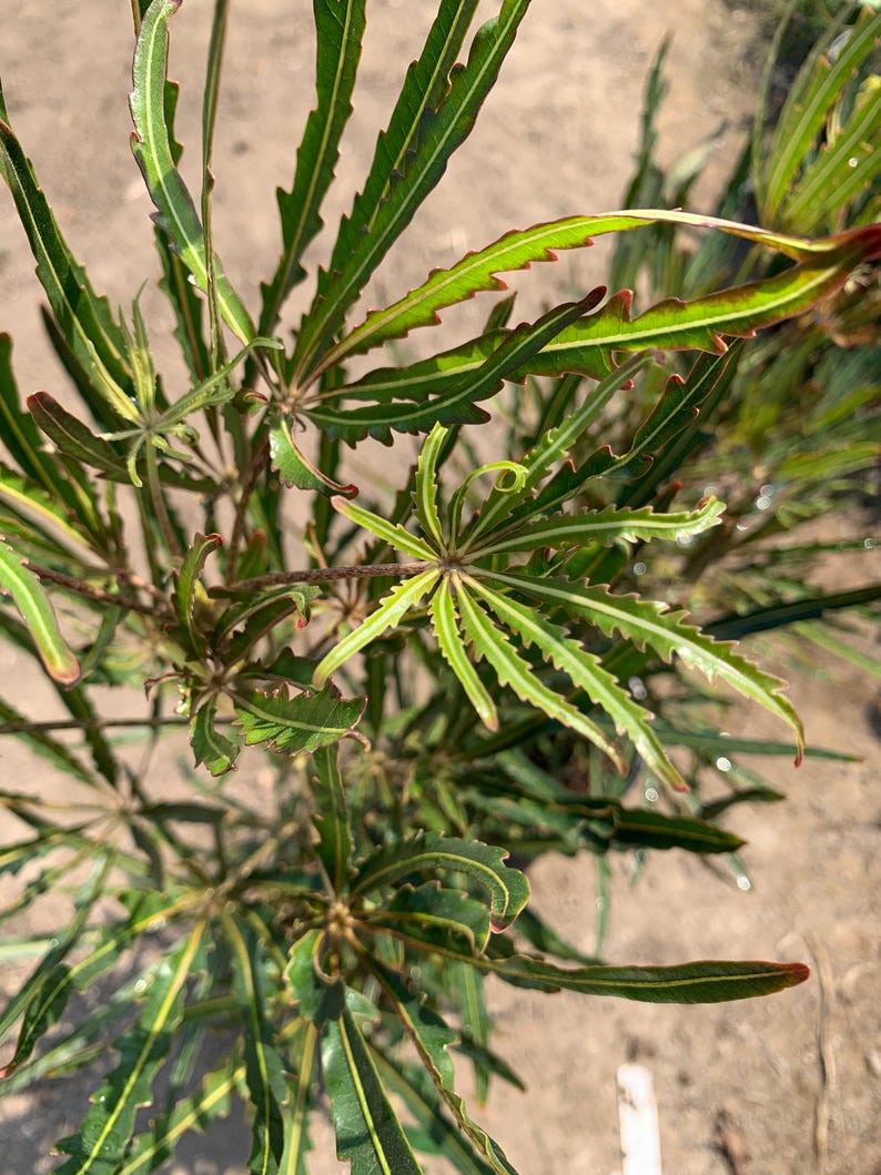 False Aralia Plant - Medium Size - Dark Green Foliage - Aralia elegantissima