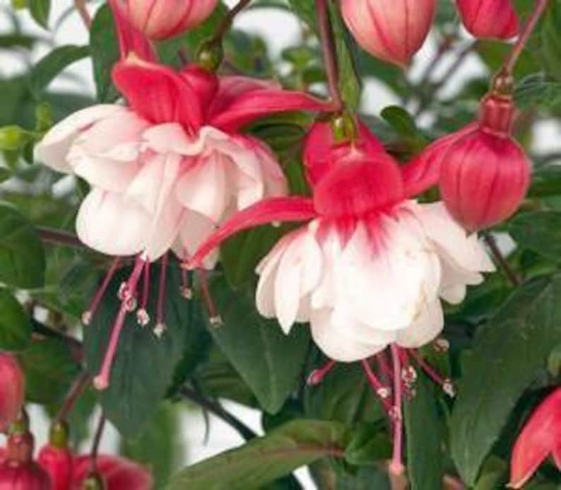 Fuchsia Swingtime Live Plant in 6" Pot - Vibrant Pink Flowers, Hardy Garden Plant, Fuchsia magellanica