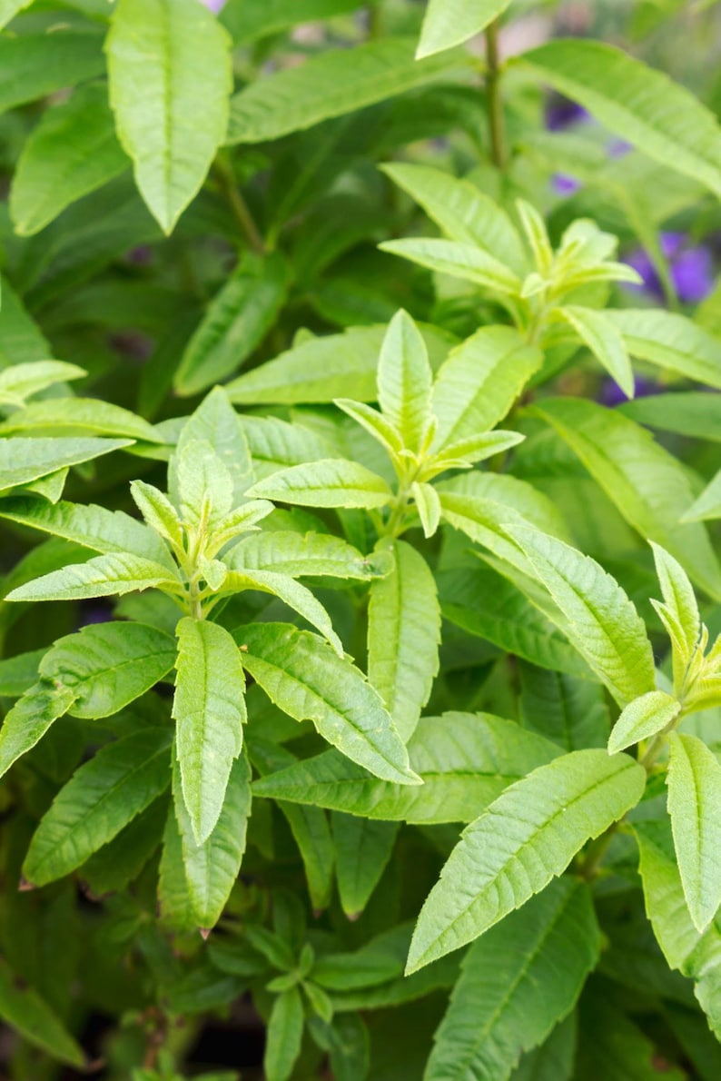 Lemon Verbena Plant in 6" Pot - Aloysia triphylla - Fresh Herb for Culinary Use, Aromatic Indoor Plant
