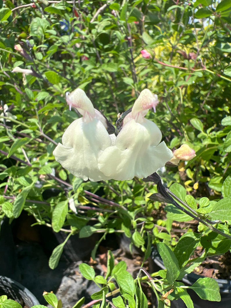 Salvia Plant 6” Pot Glimmer Cream Color Salvia microphylla x greggii Live Plant