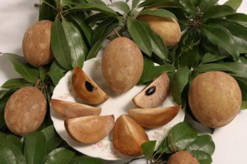 Sapodilla Plant - 3 Feet Tall in 3 Gal Pot - Manilkara zapota - Tropical Fruit Tree for Home Garden