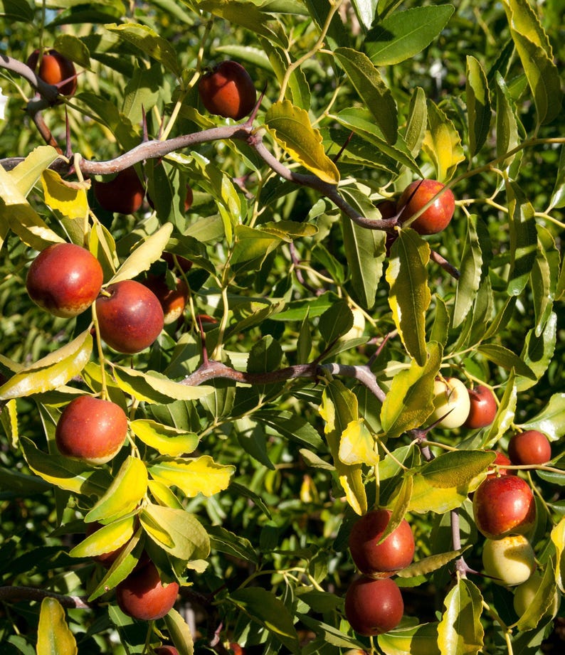 Contorted Jujube Tree - 3 Gal Pot - Edible Fruit - Ziziphus jujuba - Hardy, Ornamental, Easy to Grow, Drought Resistant