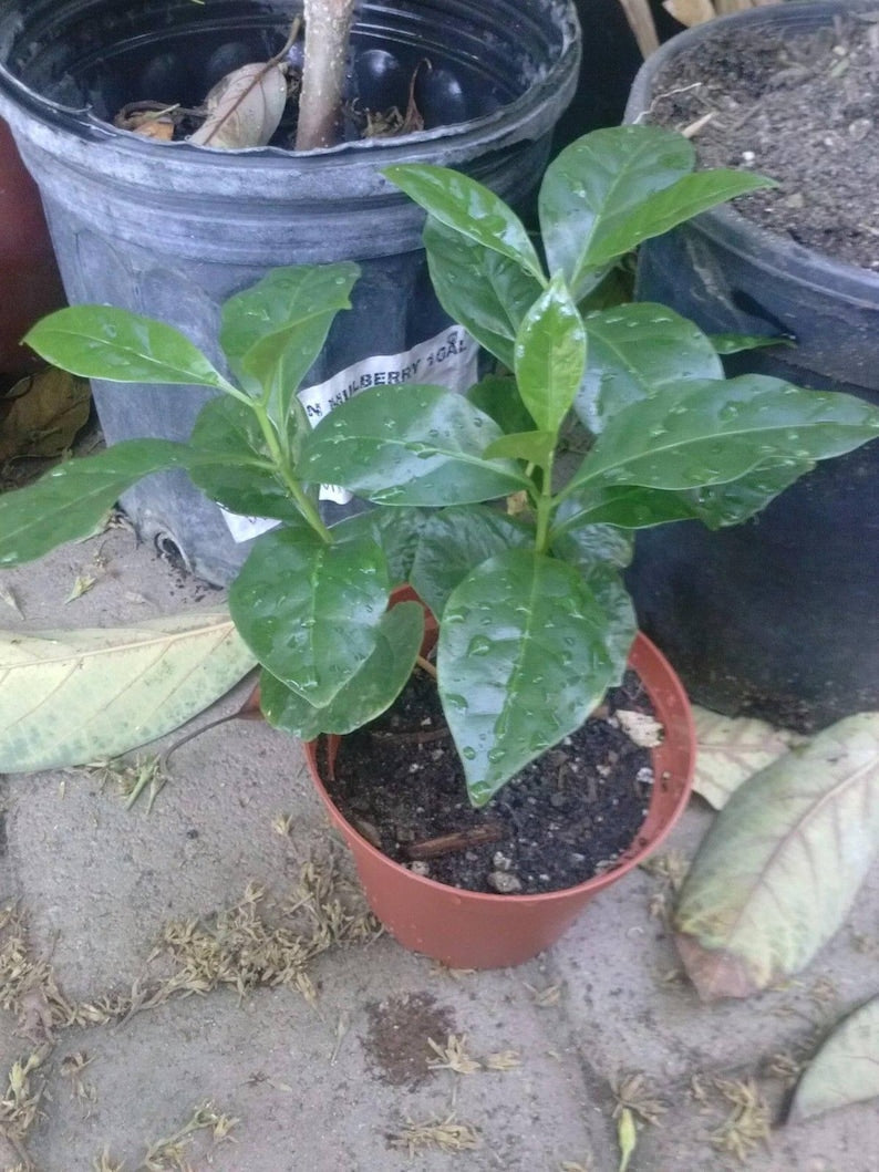Coffee Bean Plant - 3" Pot - Coffea Arabica - Live Plants with Healthy Roots - Set of 2 to 3 Plants
