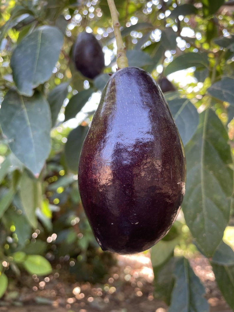 Grafted Mexicola Avocado Tree - 1 Feet Tall - Ship in Plastic Bag - Avocado Plant (Persea americana)