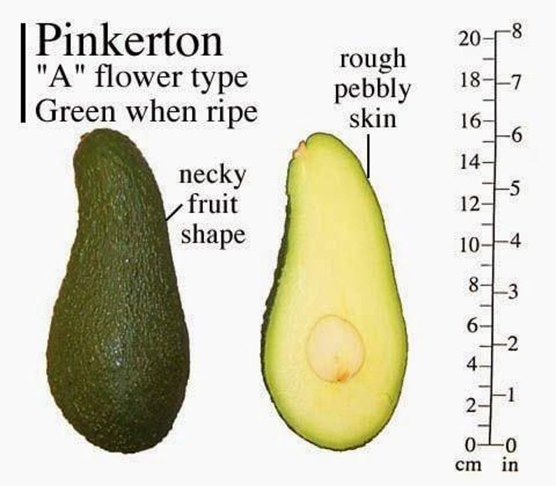 Pinkerton Avocado Tree - Grafted - 3 to 4 Feet Tall - Bigger Trunk - Persea americana 'Pinkerton'