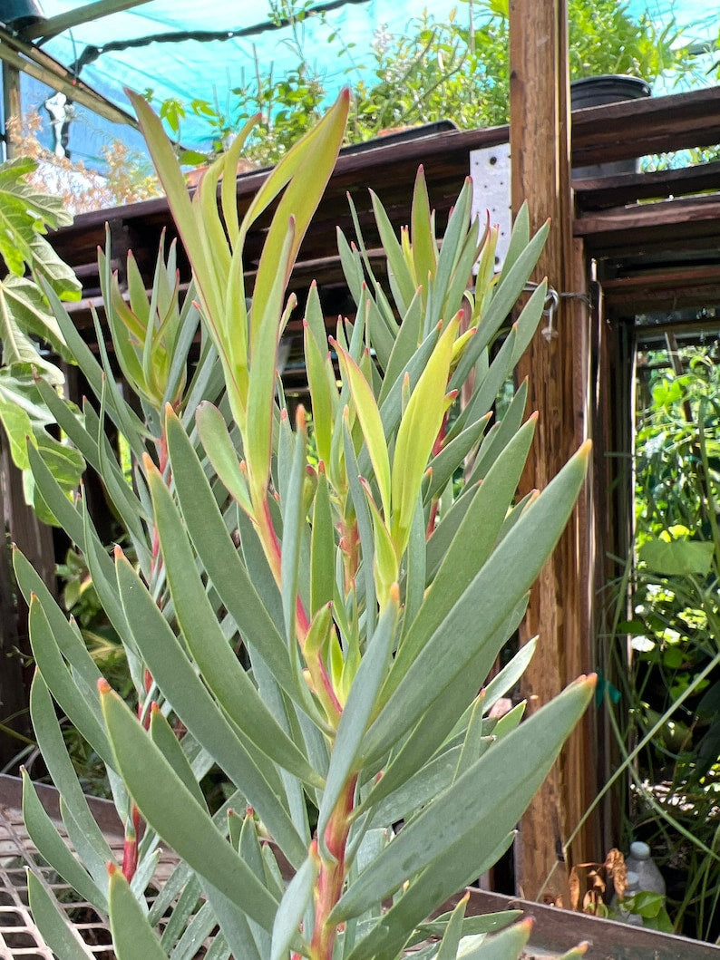 Leucadendron Salignum Golden Tulip Live Plant 1ft in 6” Pot - Elegant Shape, Ideal for Cut Flowers and Foliage